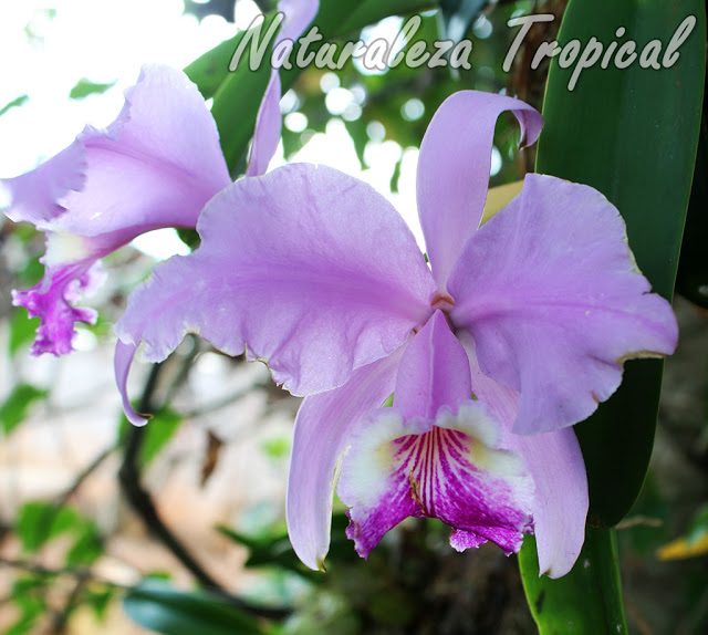 Orquídea epífita muy popular en Centroamérica y ampliamente cultivada en el Caribe. Cattleya lueddemanniana.