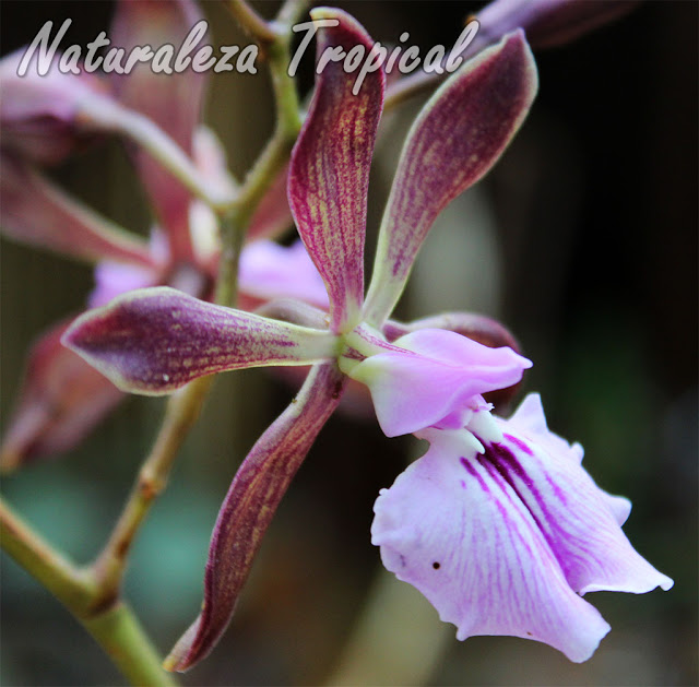 Orquídea epífita endémica de Cuba con un fuerte olor a chocolate (sus flores) en horas de la mañana. Llamada popularmente como Orquídea de Chocolate. Encyclia phoenicea.