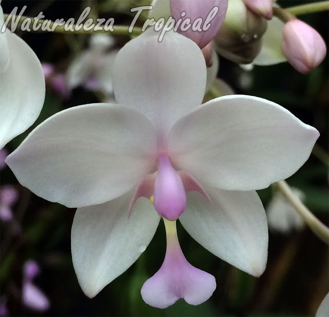 Orquídea terrestre con colores variables en las flores (generalmente rosadas o púrpuras). Flor de la variedad blanca. Spathoglottis plicata var alba.
