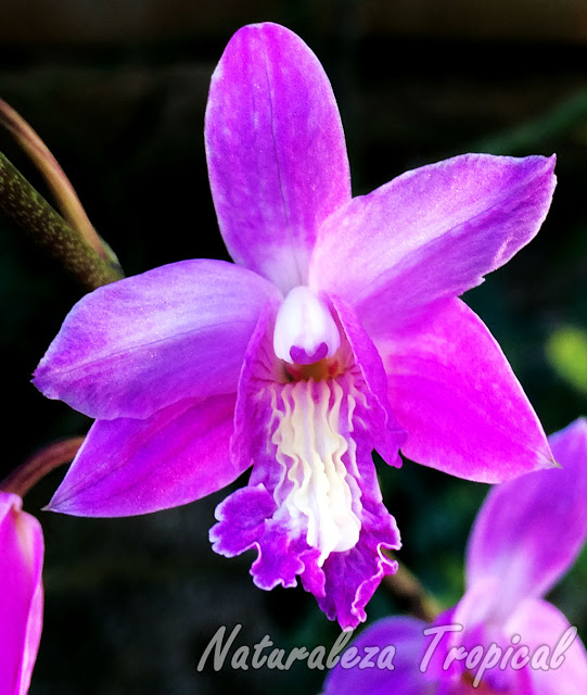 Una orquídea que debes conocer. Bletia patula