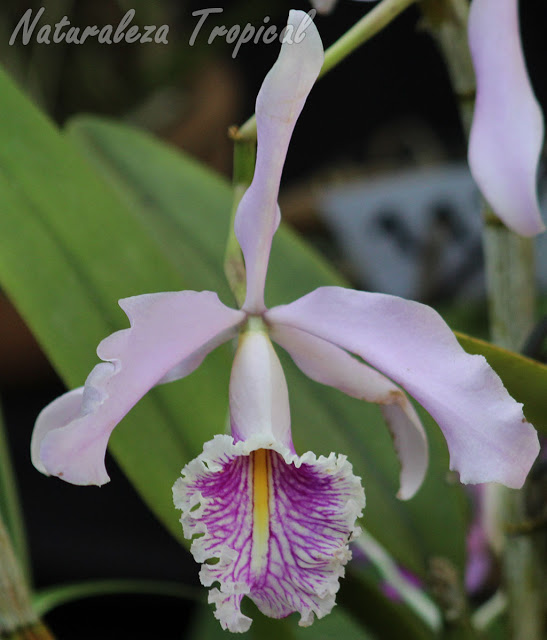 Todos los cuidados e información de la orquídea Cattleya maxima