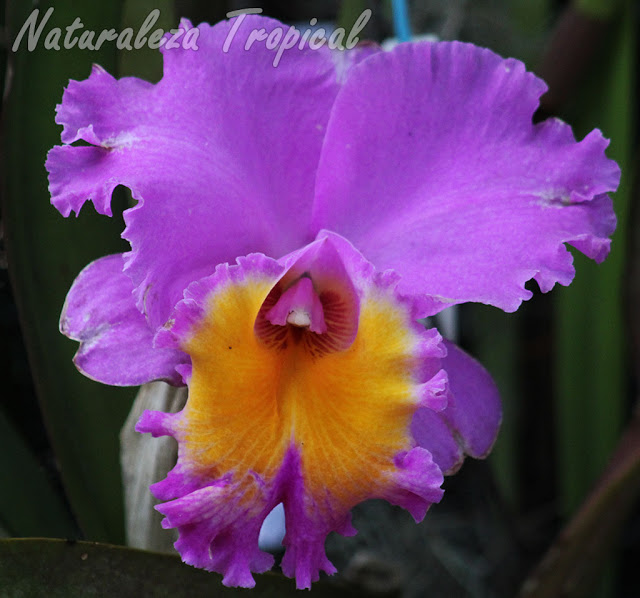 Manual para el cultivo de orquídeas del género Cattleya