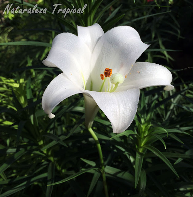 La bulbosa de Pascua, Lilium longiflorum