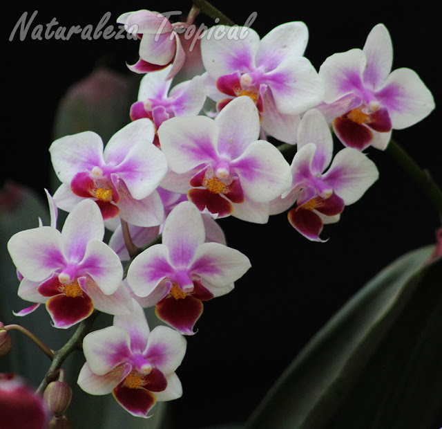 Galería de orquídeas Mariposas, género Phalaenopsis