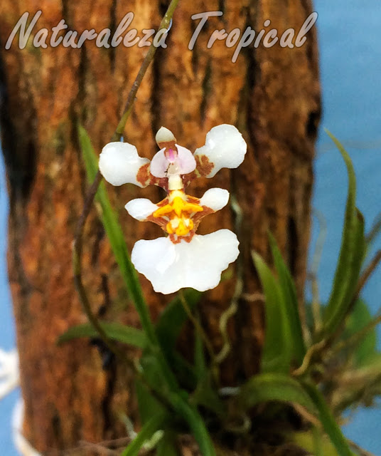 Una pequeña orquídea que te encantará, Tolumnia variegata