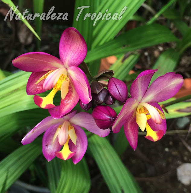 Galería de flores de orquídeas del género Spathoglottis