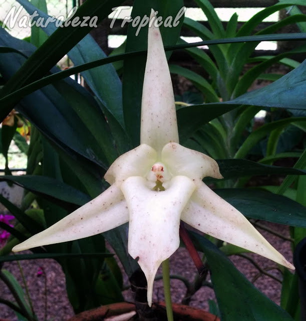 Conoce a la Orquídea de Darwin, Angraecum sesquipedale