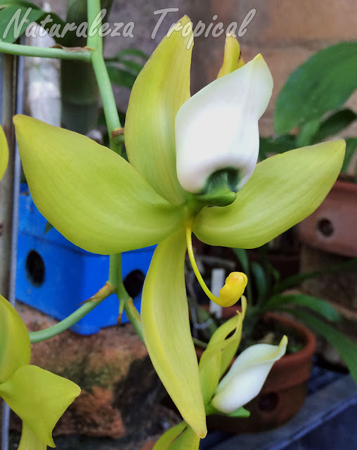 La orquídea de tus sueños, Cycnoches warszewiczii