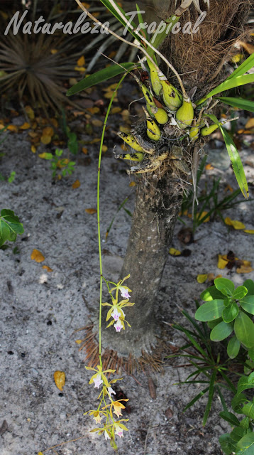 Una orquídea cubana que debes conocer, Encyclia sabanensis