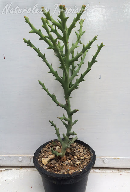 Planta suculenta Euphorbia stenoclada cultivada en maceta