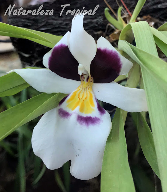 Cultivo de orquídeas Pensamientos, Miltoniopsis spp