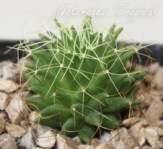 El cactus Nido de Pájaro, Mammillaria decipiens camptotricha