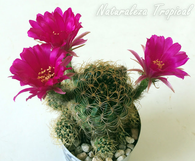 Cactus con flores hermosas y resistente, Echinopsis ancistrophora