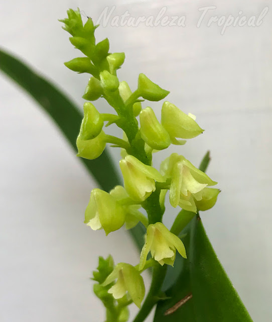 Una pequeña orquídea que debes conocer, Polystachya concreta