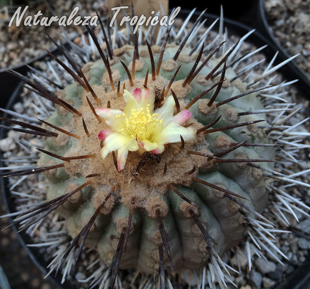 Vista del cactus Copiapoa cinerea en floración