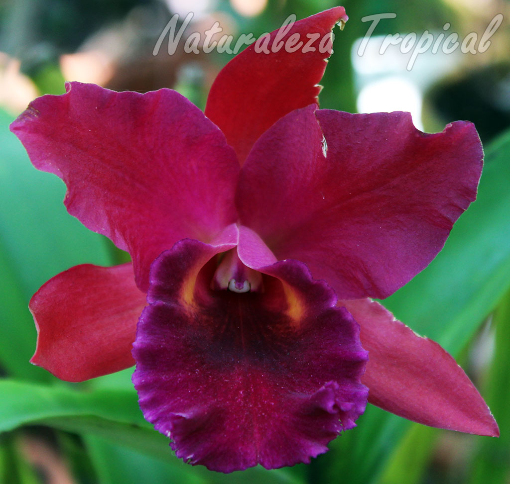Comprar orquídeas híbridas. Ventajas y Desventajas