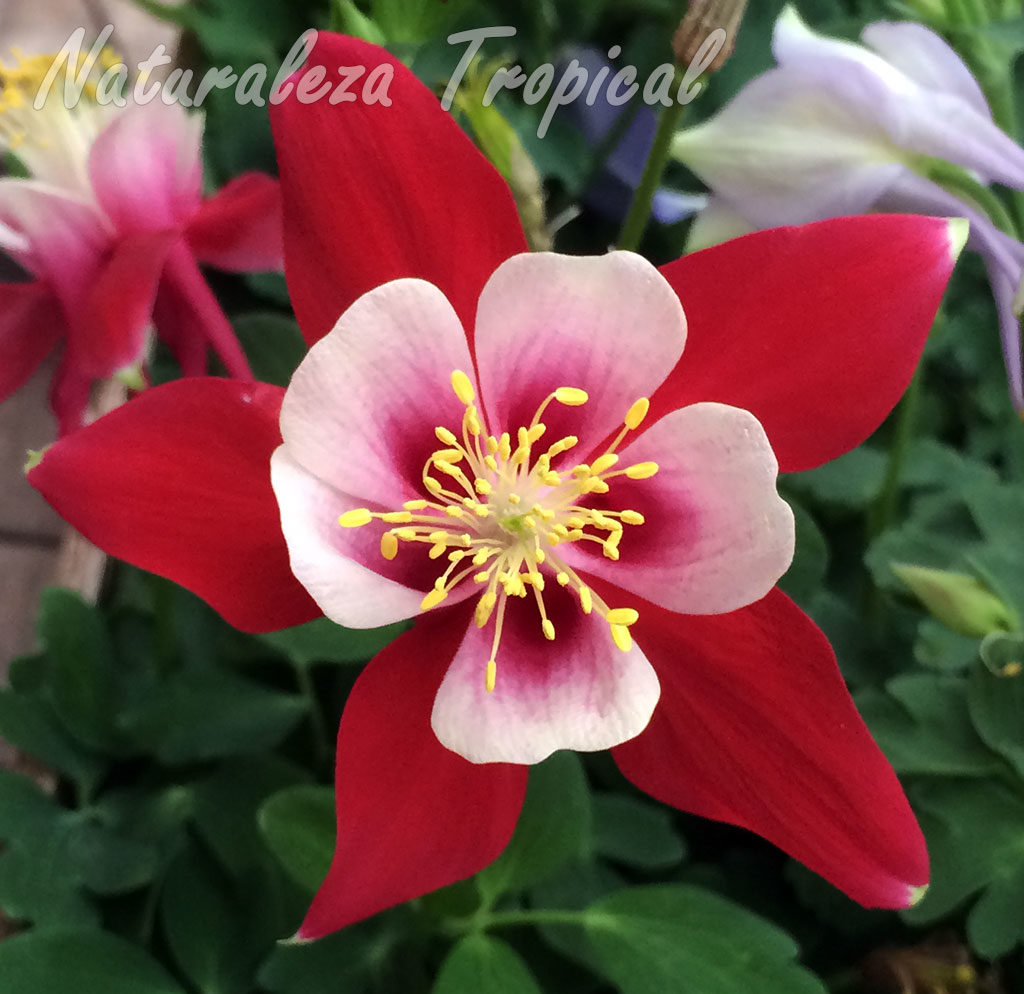 Flor con pétalos blanquecinos y sépalos rojos de una planta del género Aquilegia