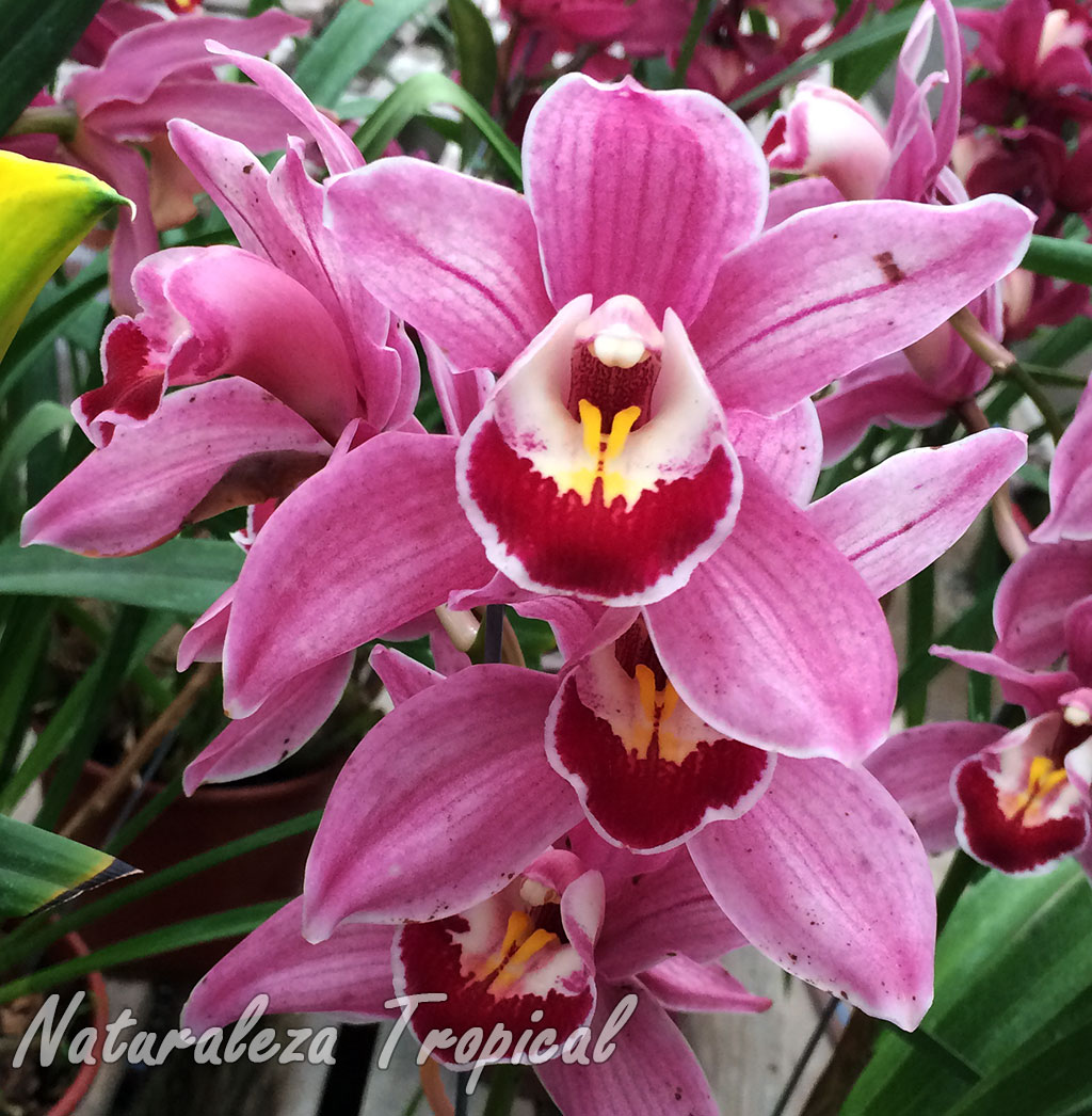 Aprende a cuidar tus orquídeas del género Cymbidium