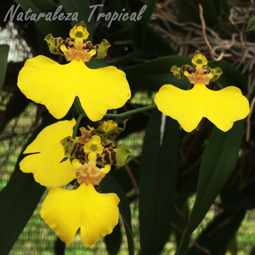Una orquídea ideal para tí, Gomesa bifolia