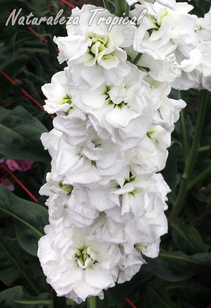 Flores de un cultivar con flores dobles y blancas del Alelí o Alhelí, Matthiola incana
