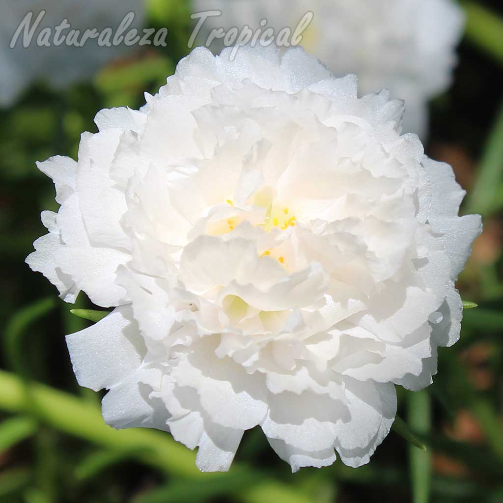 Variedad de flor blanca de la planta suculenta conocida como Diez del día o Mañanita, Portulaca pilosa