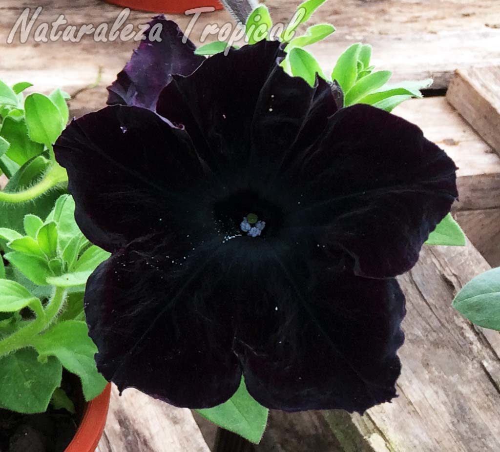 Flor casi negra de un híbrido comercial del género Petunia