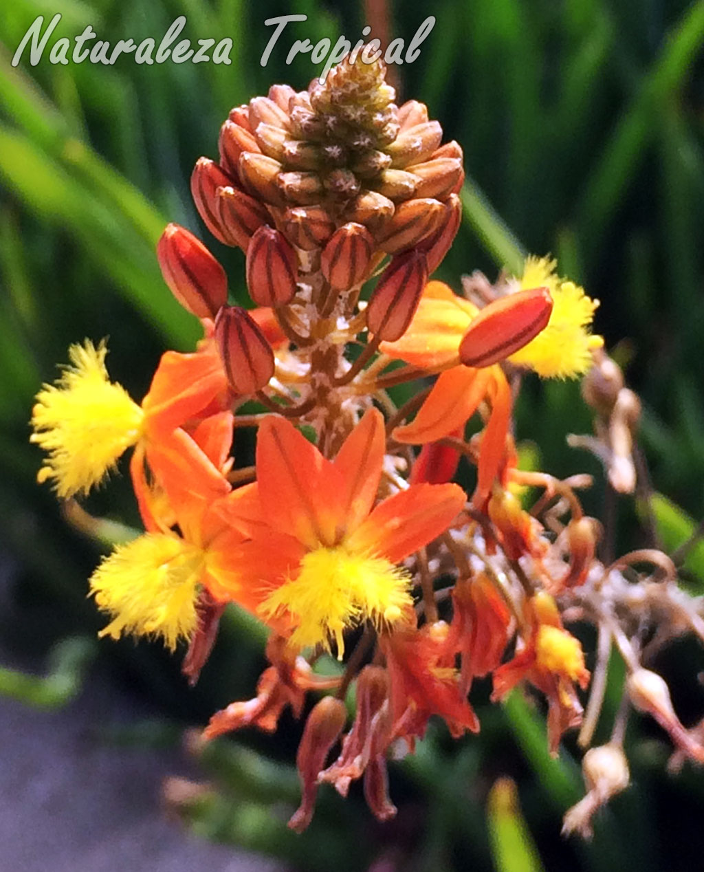 Flores de una especie ornamental del género Bulbine
