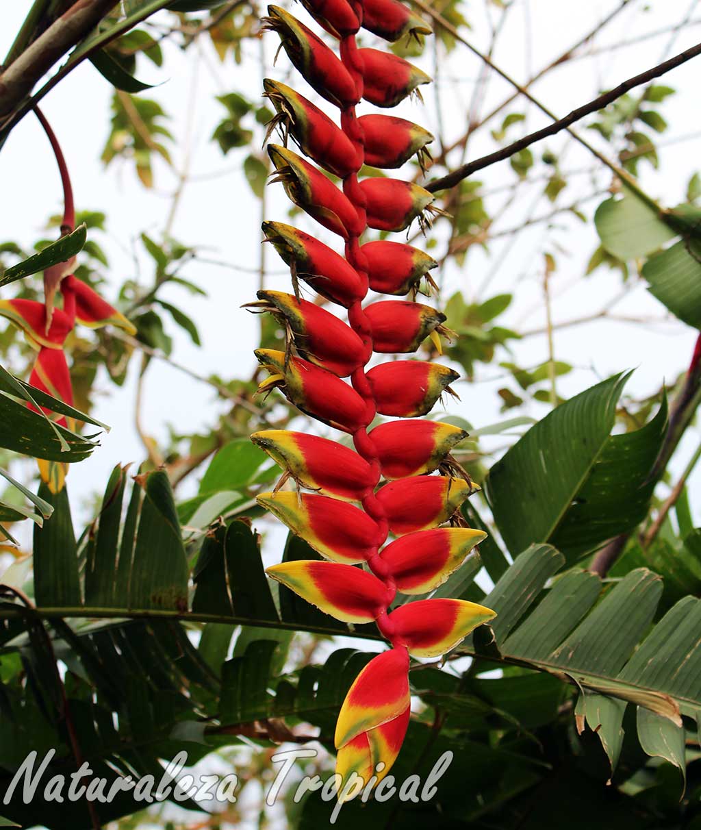 Inflorescencia típica de la planta ornamental conocida como Pinzas de Langosta, Heliconia rostrata