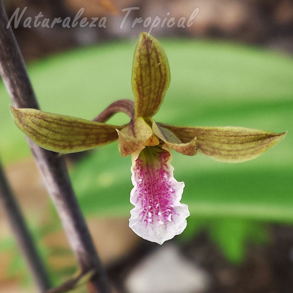 Flor típica de la orquídea Eulophia graminea