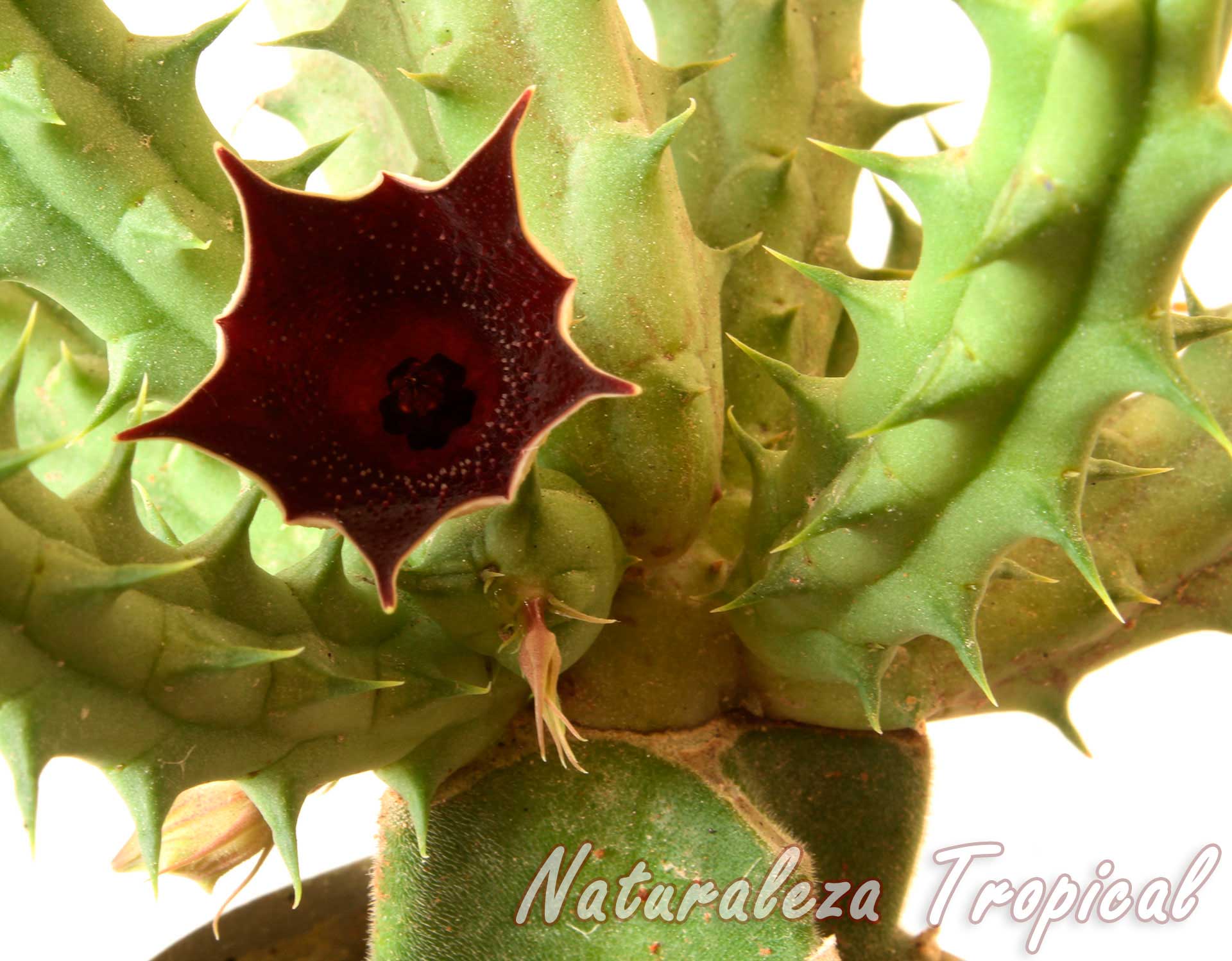 Vista de la flor y tallos de la planta suculenta Huernia keniensis