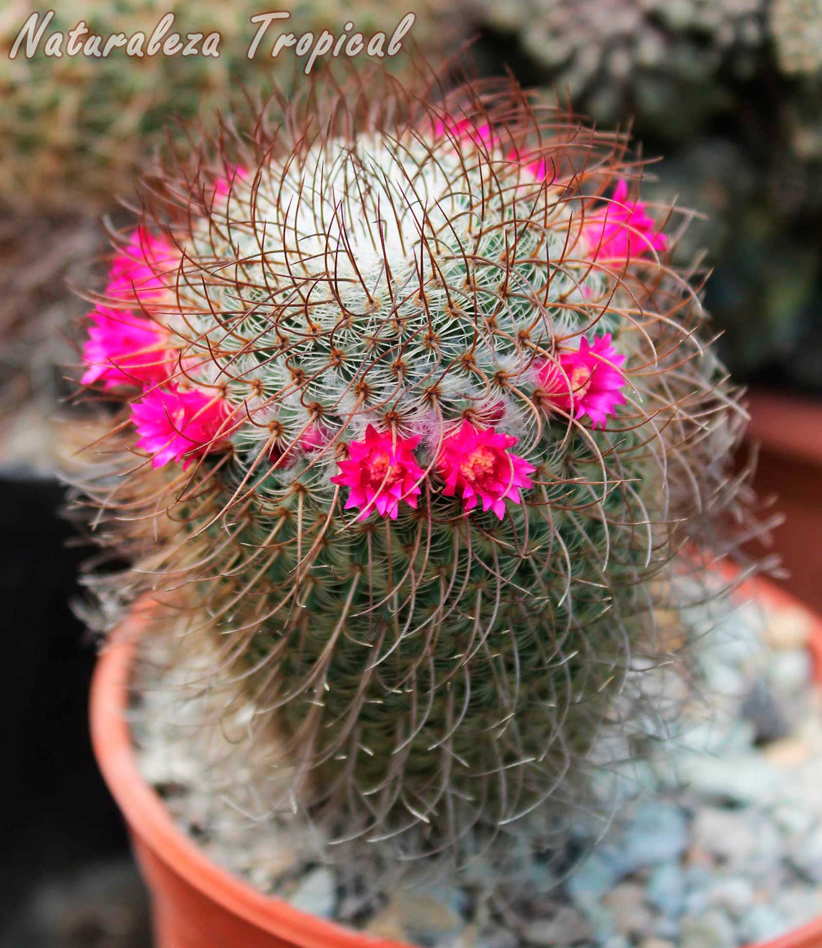 Vista del cactus Mammillaria huitzilopochtli spp. niduliformis en plena floración