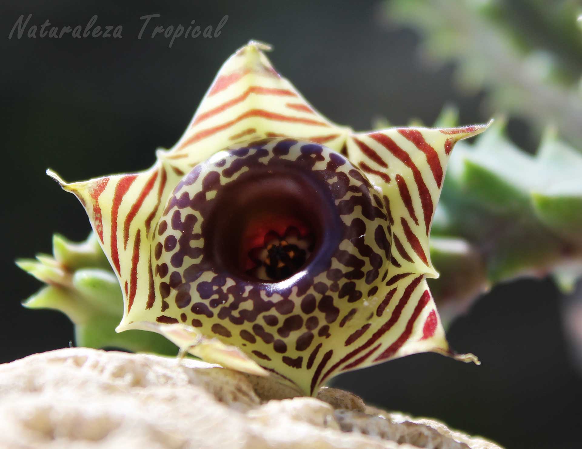 Flor del genotipo de la planta suculenta Huernia zebrina