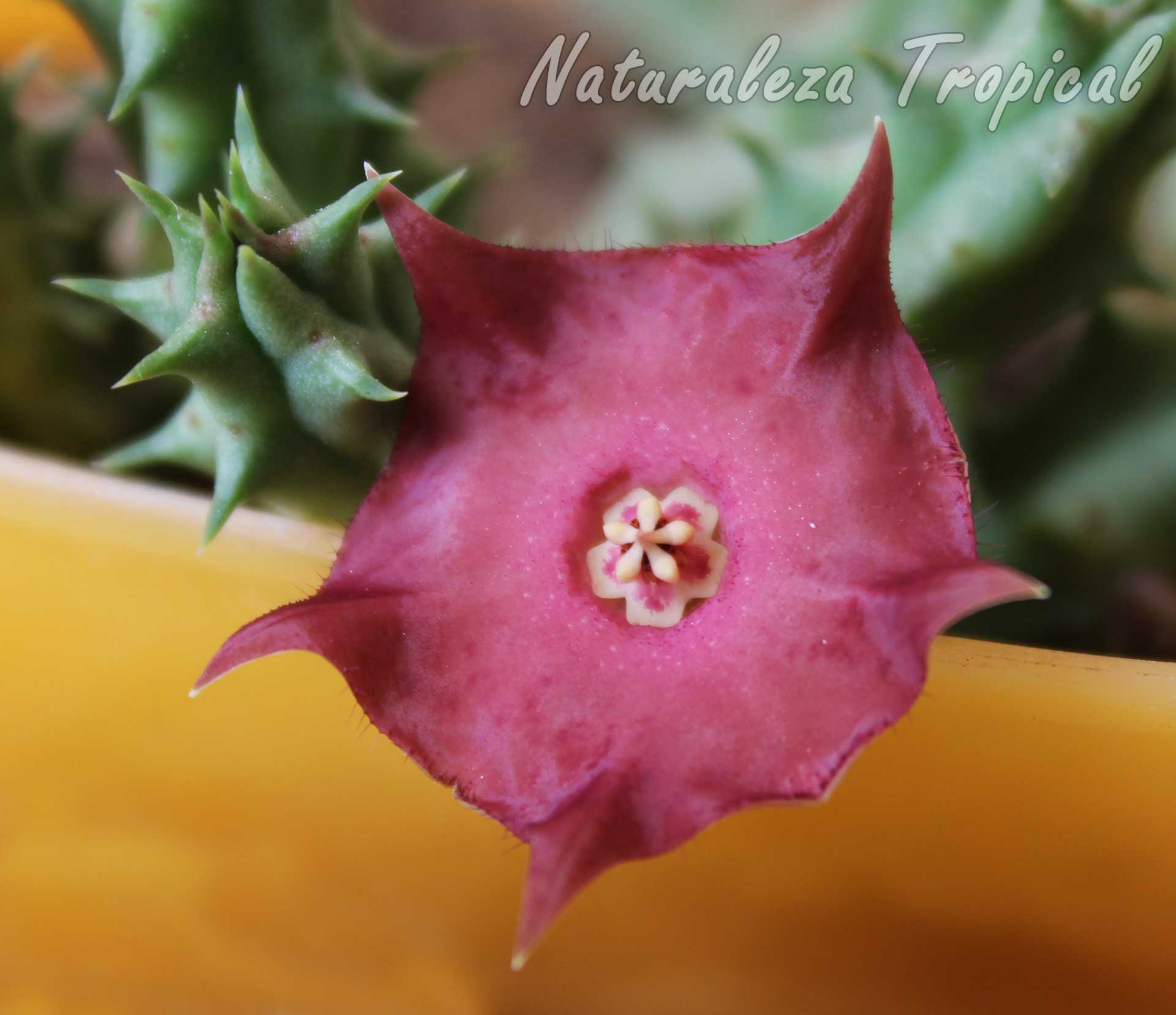Flor típica de la planta suculenta híbrida Huernia ᶦRaspberry Tartᶦ