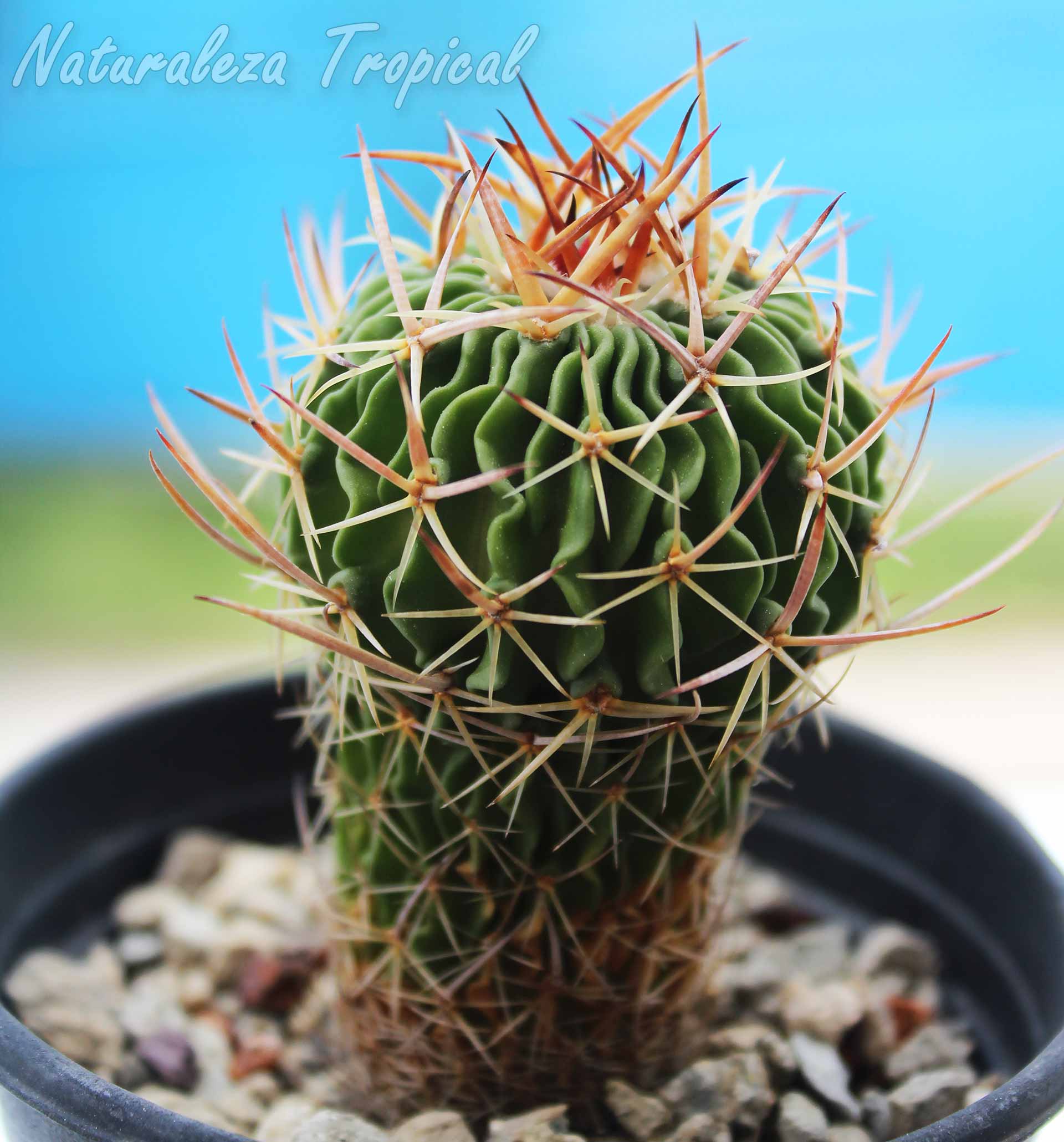 Cactus del género Stenocactus en crecimiento