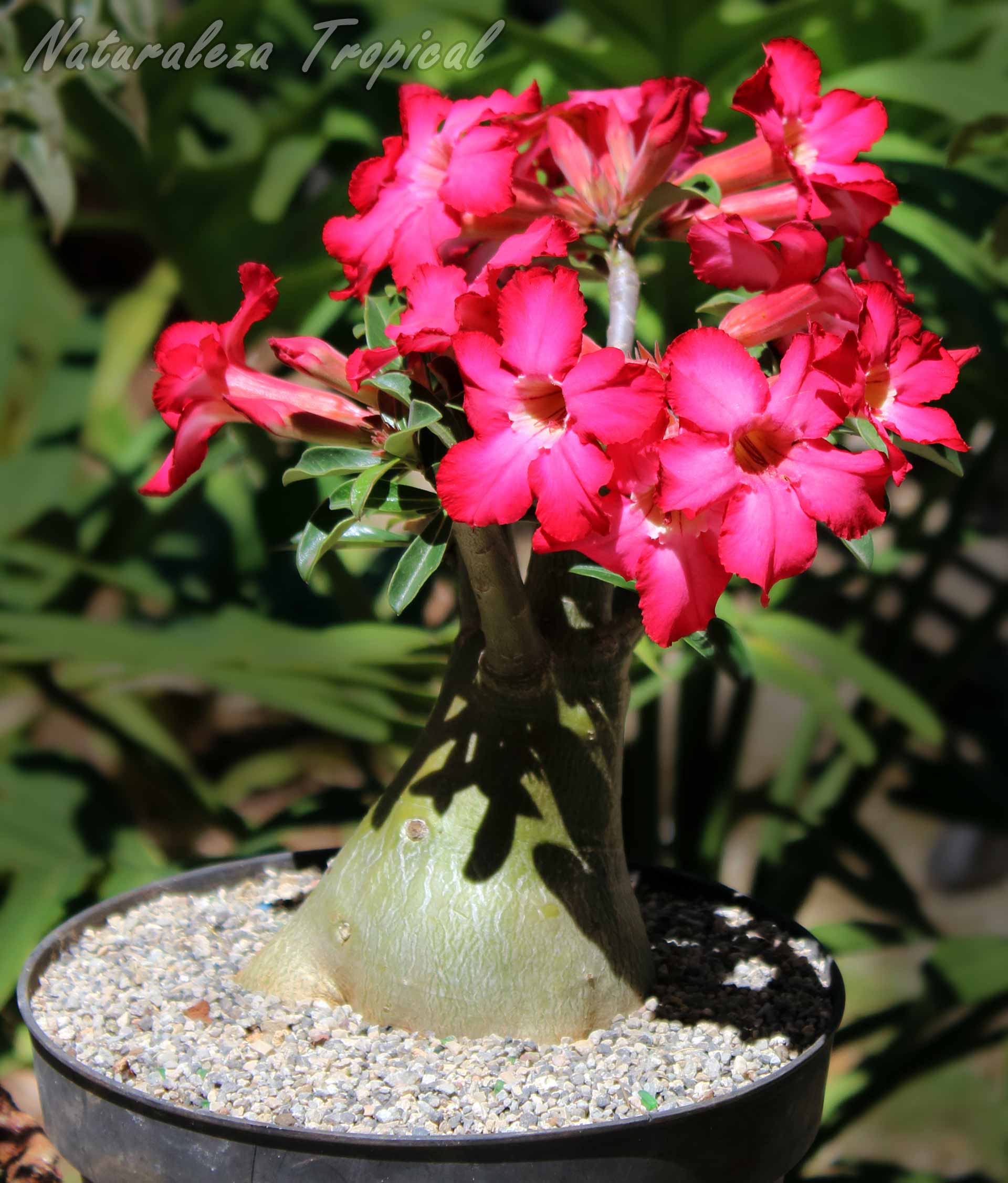 Polinización manual de la rosa del desierto, Adenium obesum | Plantas