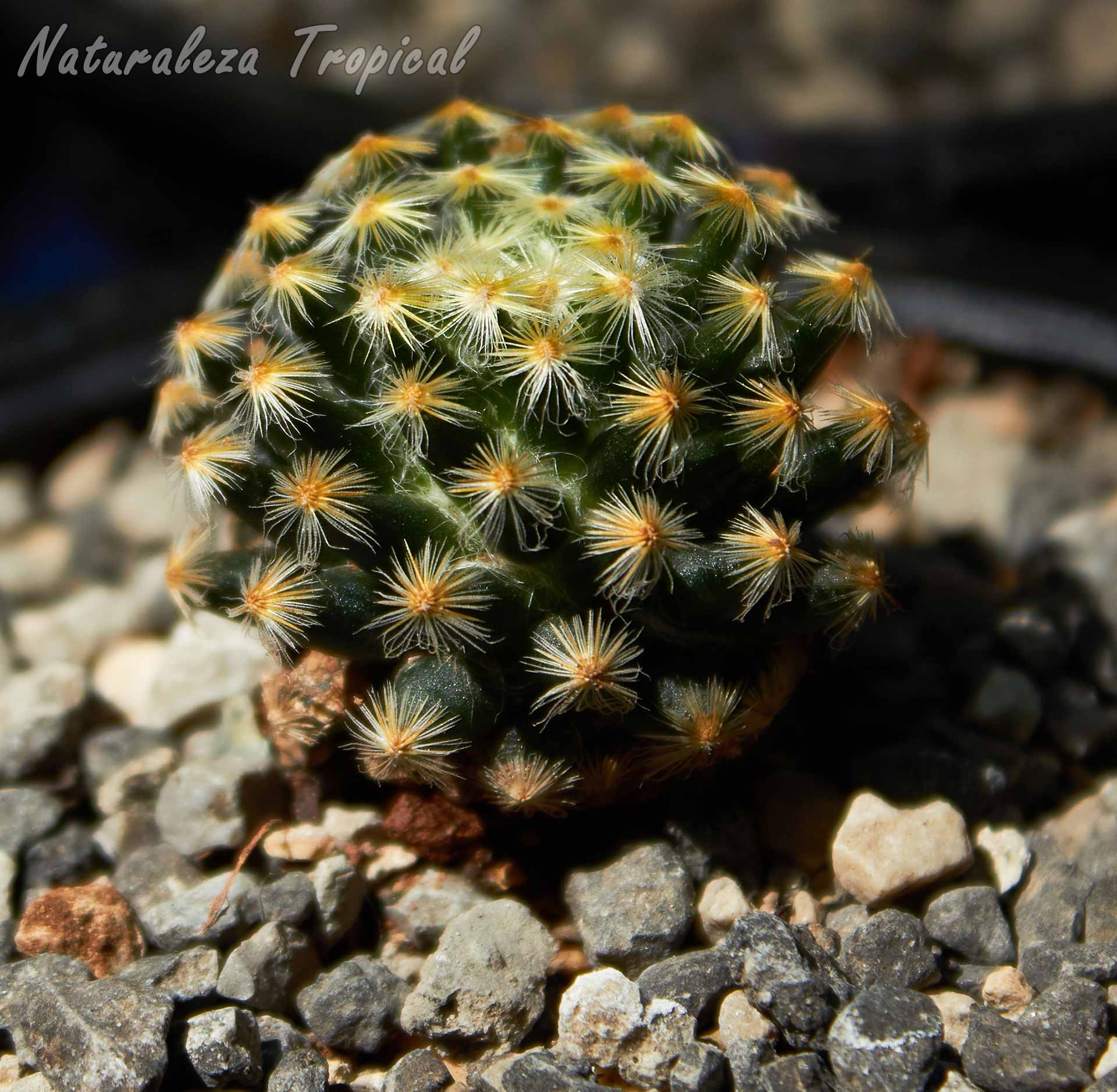 Vista del cactus ornamental Mammillaria schiedeana