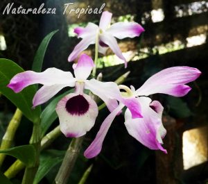 Vista de las flores de la orquídea Dendrobium nobile