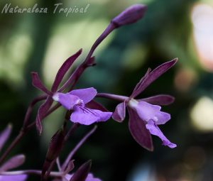 Flores típicas de la orquídea Encyclia moebusii
