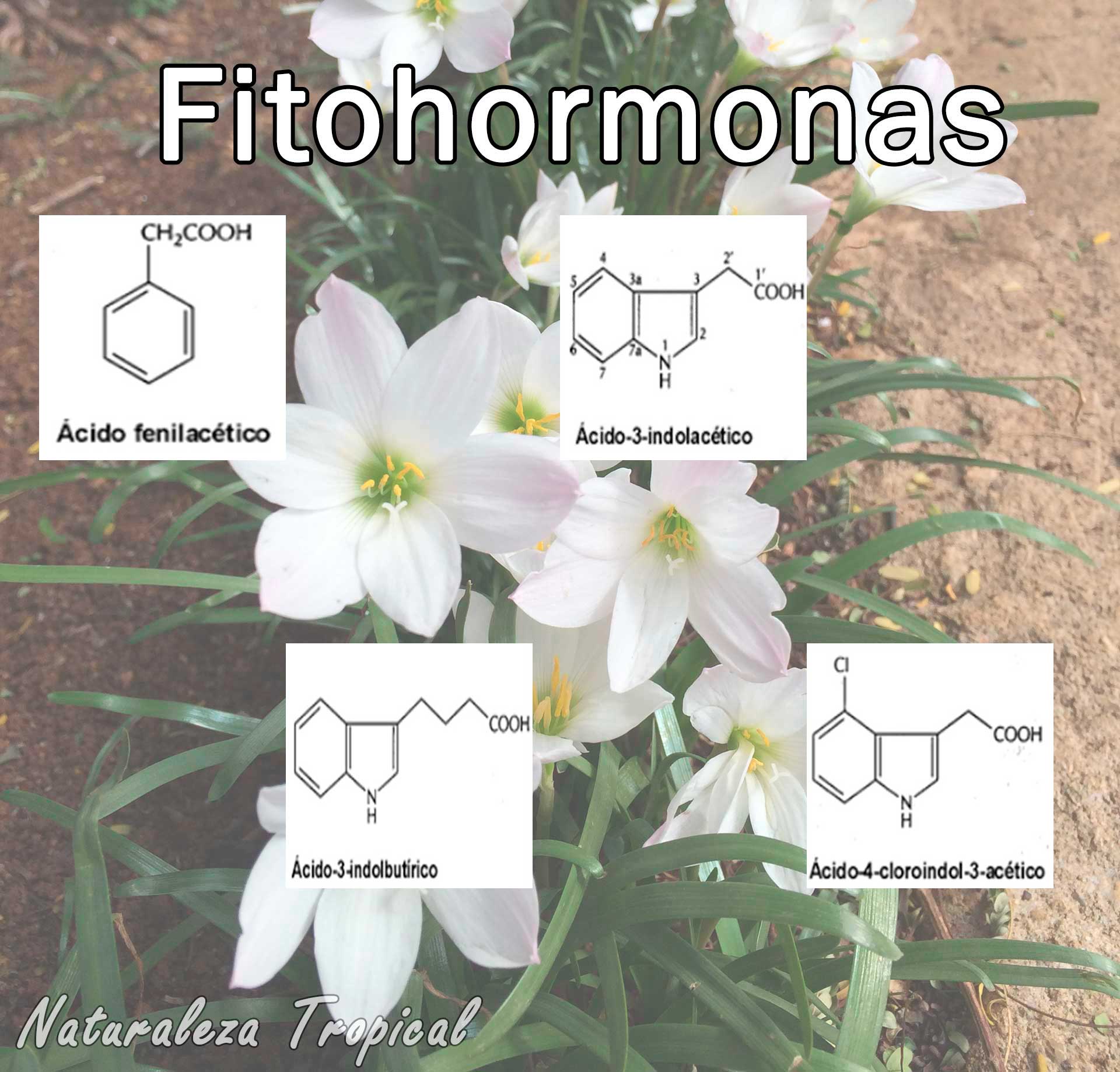Concepto de fitohormona. Tipos de fitohormonas más conocidas y efectos en el desarrollo de las plantas