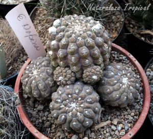 Vista de los tallos del cactus Eriosyce napina