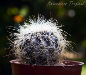 Vista del tallo y espinas del cactus Copiapoa krainziana