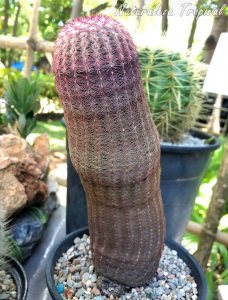 Vista del tallo del cactus ornamental Echinocereus rigidissimus