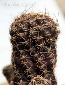 Vista del tallo del cactus híbrido del género Echinopsis