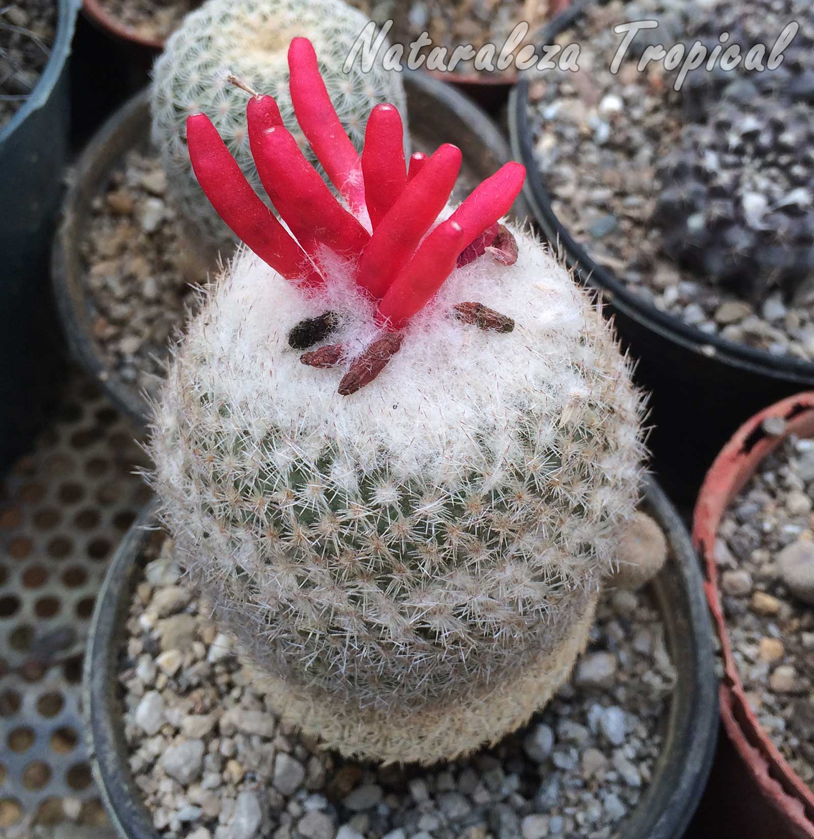 Vista del cactus botón con frutos en el ápice, Epithelantha micromeris