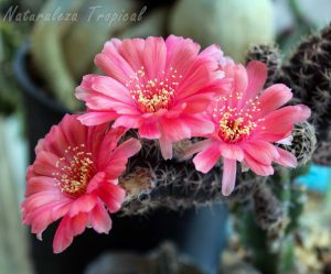 Floración del cactus híbrido del género Echinopsis