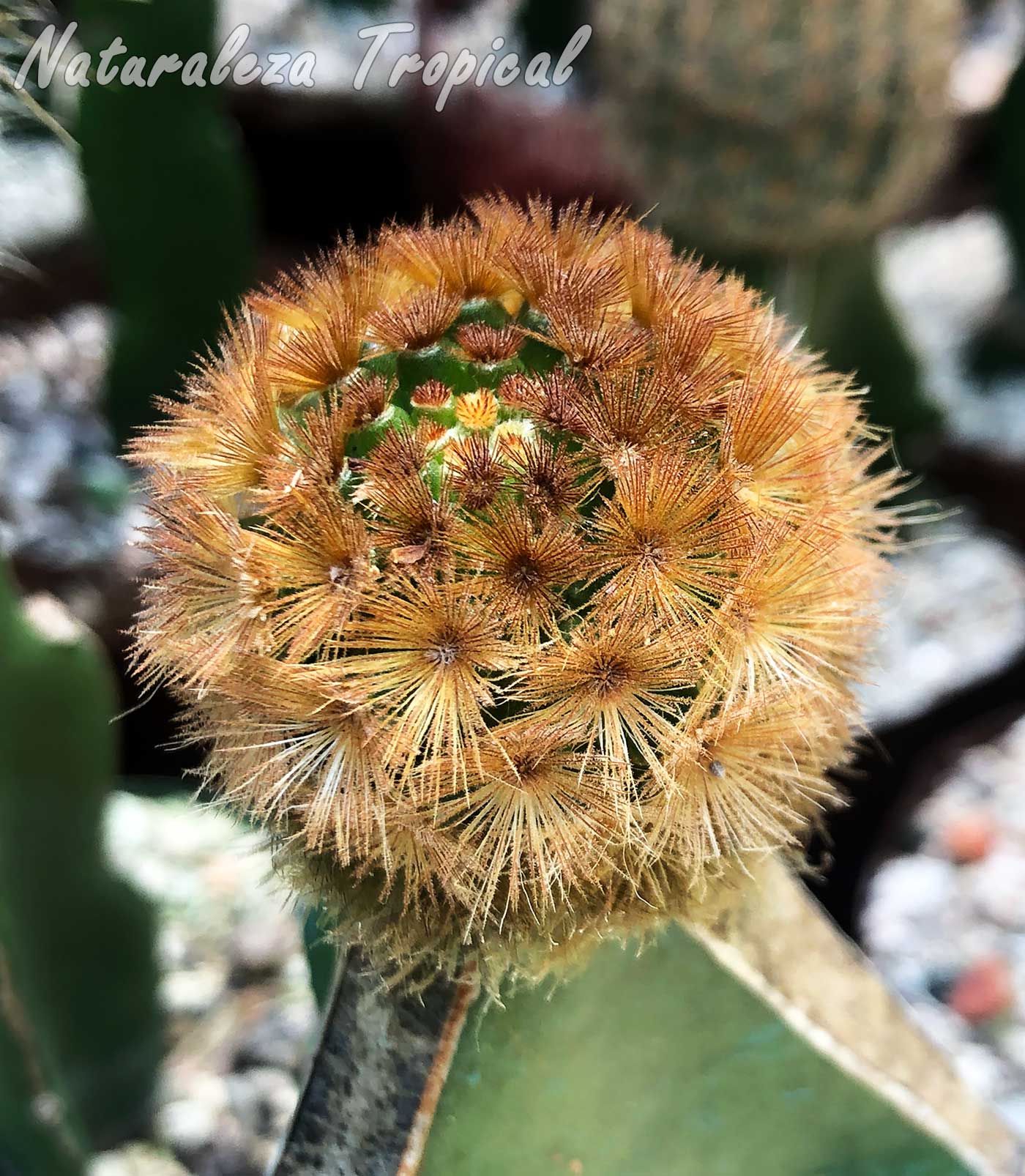 Vista del cactus Mammillaria carmenae