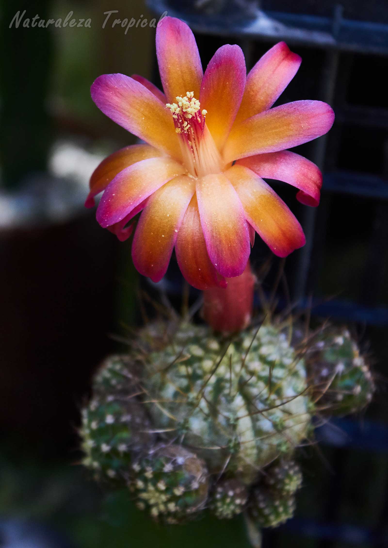 Cactus del género Matucana en plena floración