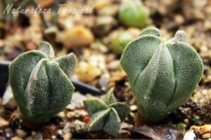 Plántulas de cactus del género Astrophytum cultivados a partir de semillas