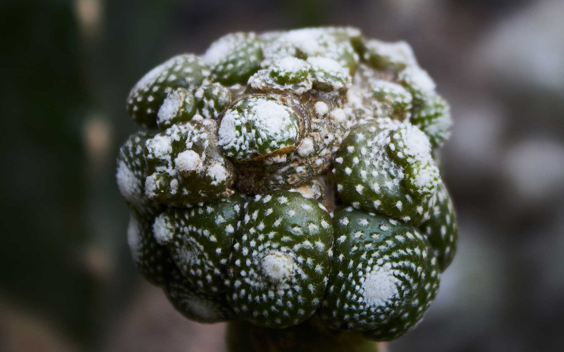 Vista de una pequeña colonia del cactus Blossfeldia liliputana (injerto)