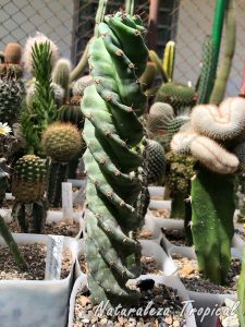 Vista de un ejemplar del cactus Cereus validus ᶦSpiralisᶦ